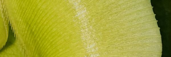 The deadly rim of the pitcher plant’s trap.