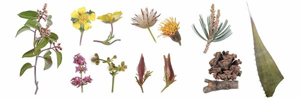 Many specimens against a white background.