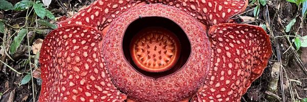 Unlocking the Tiny Secrets to Grow the World’s Largest Flowers