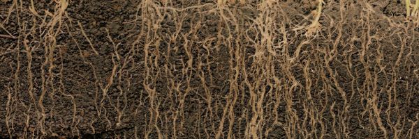 Exploring the Influence of Phloem Resistance on Root System Architecture