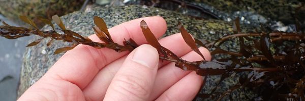 Brown seaweed held in someone's fingers.