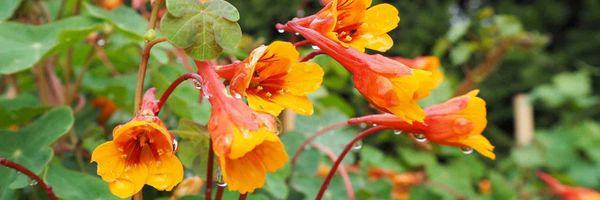 Orange yellow flowers, with an unusual feature described in the article.