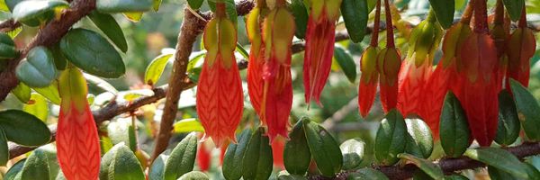 Pendulous red flowers hand down from a branch.