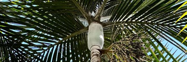The crown of a New Calendonia palm.