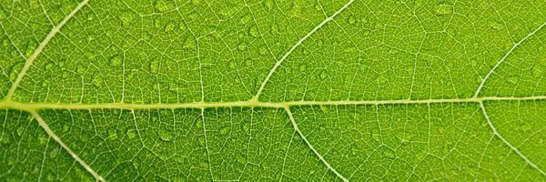 Leaf veins