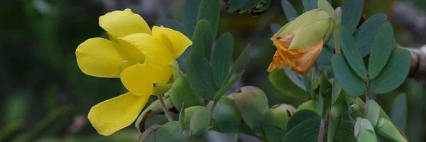 A solitary yellow flower of Chamaecrista latistipula