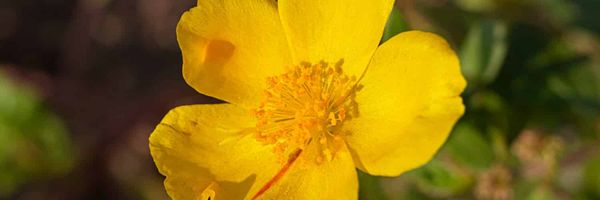 Golden flower of common purslane