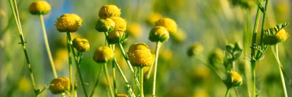 Herbicide Timing Helps Combat Stubborn Stinknet Weed