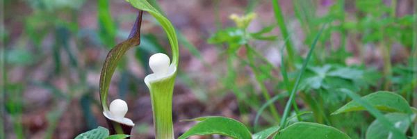 Something that looks almost like a pitcher plant with a ping pong ball in the opening at the top.