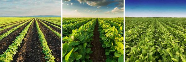 The figure is an image of different types of platforms collecting images from a crop field. At the top is satellites, which o