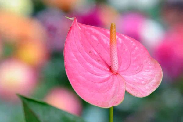Anthurium flower in pink