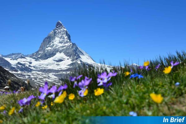alpine flowers