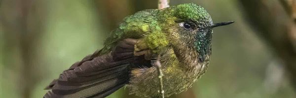 A hummingbird