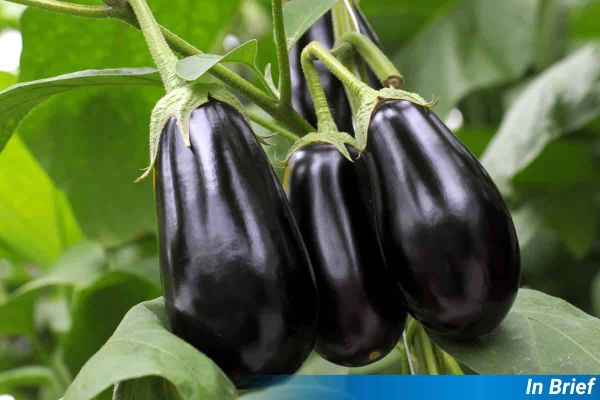 Eggplant