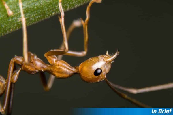 fire ant