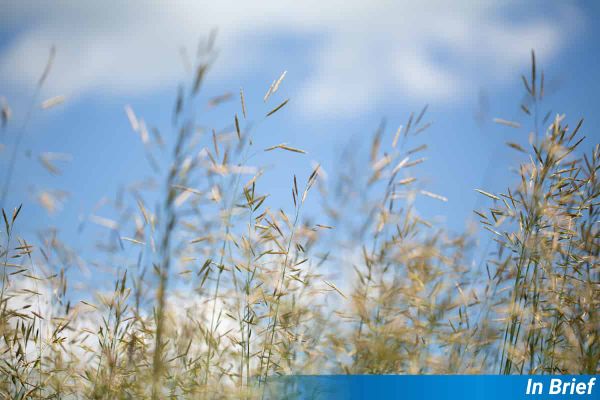 meadow fescue grass