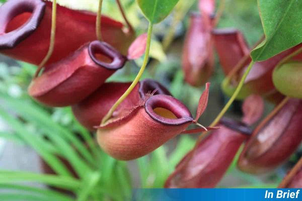 Nepenthes of unknown species