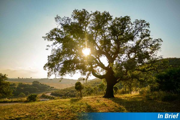 An old cork oak tree with the sun in its branches.