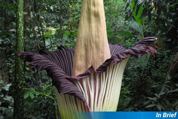 A titan arum.