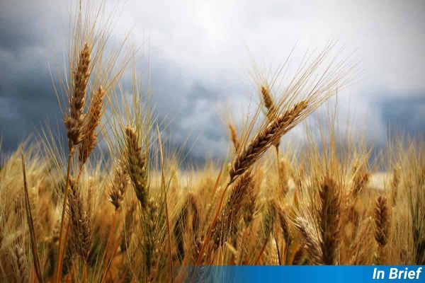 Wheat