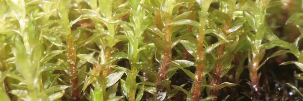 Bryum pseudotriquetrum