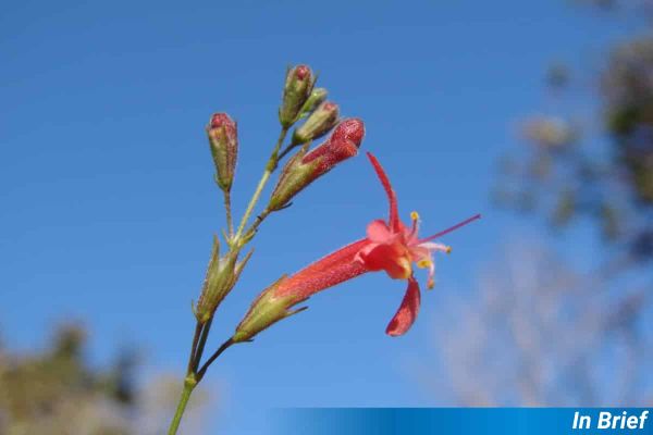Hypenia macrantha