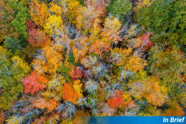 A forest in Maine from above.