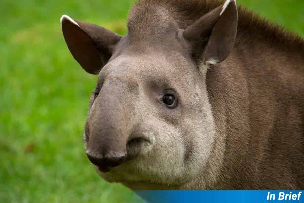 A tapir looking thoughtful