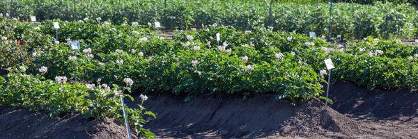 Climate-ready crop