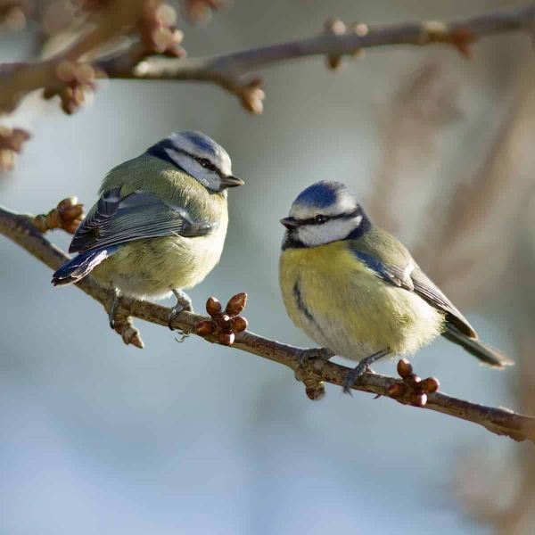 A pair of Blue Tits sit on a branch waiting for spring.