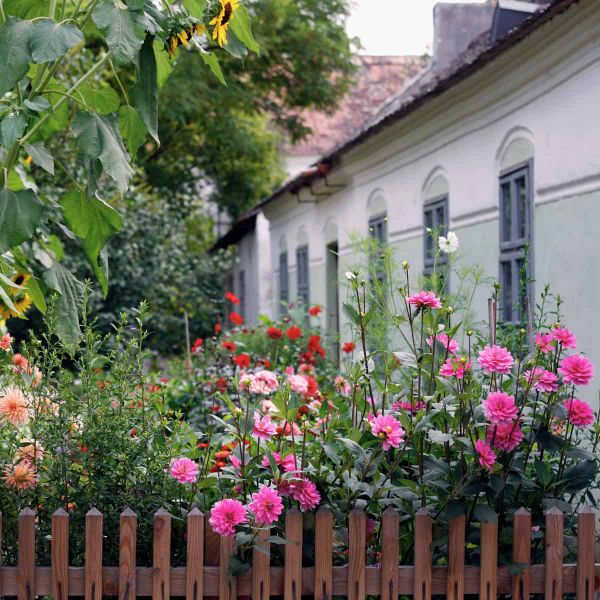 A front garden with flowers, alas probably not in Boston.