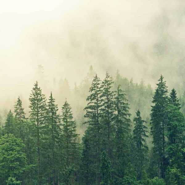Treetops pierce the fog.