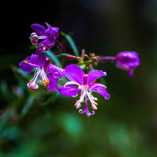 A close-up photograph of Delphinium nuttallianum (Nuttal's larkspur) flowers in full bloom. The delicate purple blossoms disp