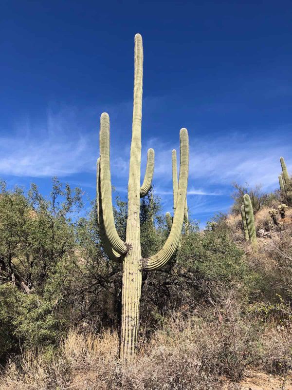 A Saguaro cactus stands in a surprisingly green looking desert.