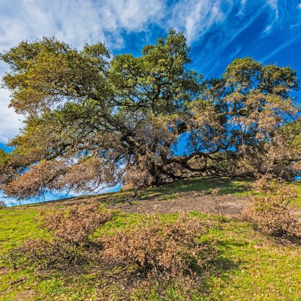 A coast live oak (Quercus agrifolia) grows on a gently sloping hillside, its broad, twisting branches extending horizontally