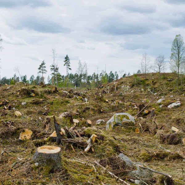 A recently clear-cut forest area with numerous tree stumps and logging debris scattered across the ground. In the background,