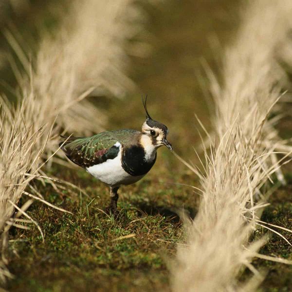 A northern lapwing (Vanellus vanellus) standing on sparse vegetation with a distinctive black crest feather on its head. The