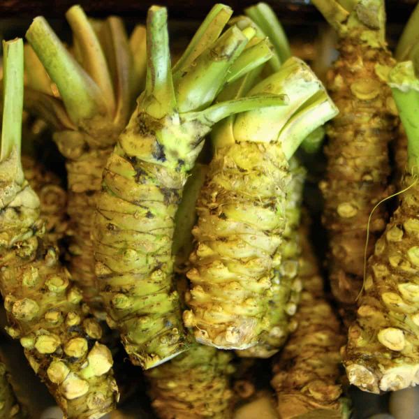 Close-up image of fresh wasabi rhizomes (Japanese horseradish). The rhizomes have a bumpy, knobbly light green surface with v