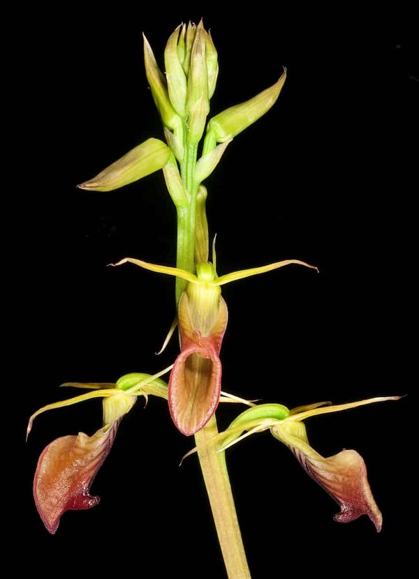 An intricate orchid flower photographed against a black background, displaying multiple elongated petals in shades of green,