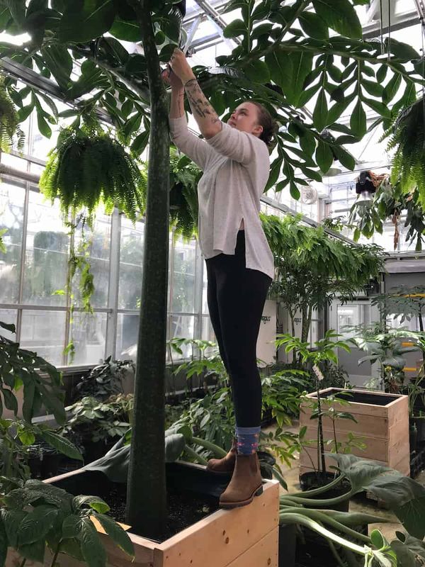 A woman stands on a wooden planter box in a greenhouse, tending to a tall tropical plant. She's wearing a light-colored overs