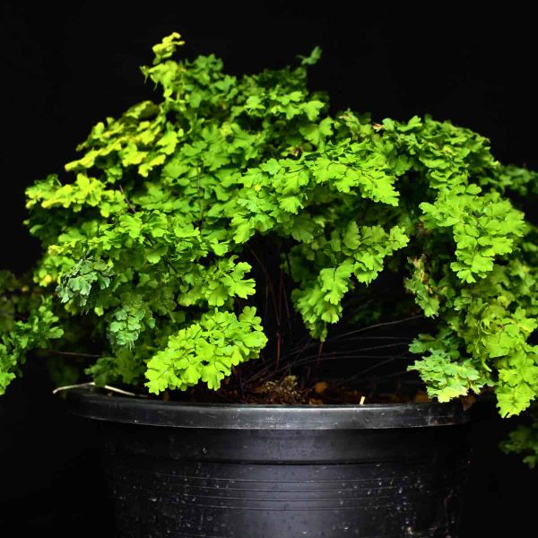 A lush maidenhair fern (Adiantum species) with delicate, bright green fronds cascading over the sides of a simple black plast