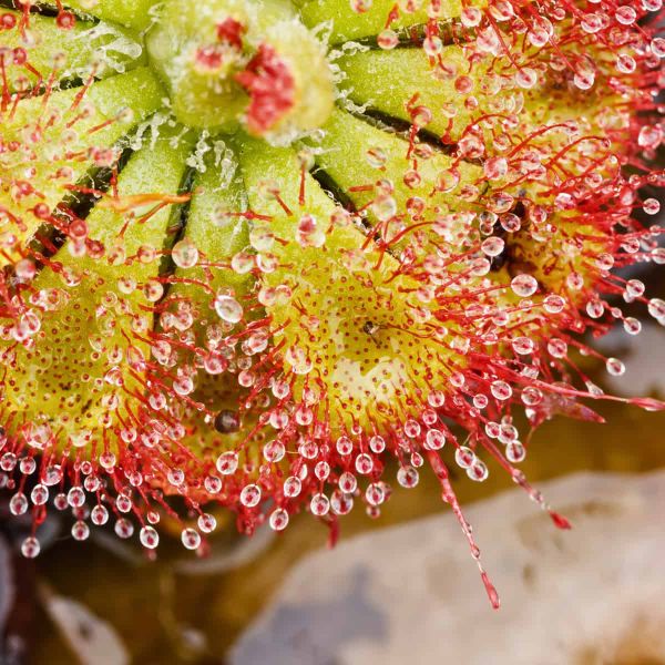 A rosette of Drosera tokaiensis, the leaves ready to trap prey.