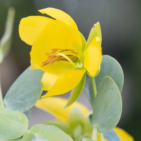 A close-up photograph of a Chamaecrista latistipula (synonym of Chamaecrista desvauxii var. latistipula) flower in full bloom