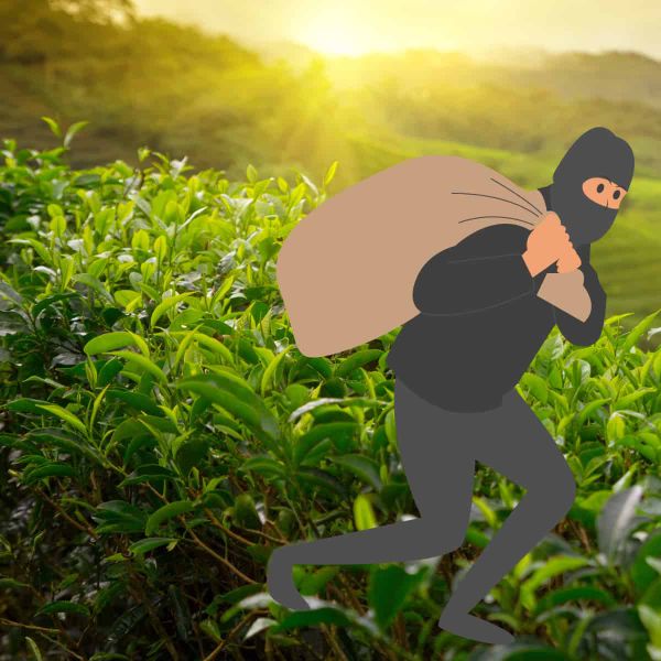 A montage of a hillside of a tea plantation with a cartoon criminal running away with a big bag of swag.