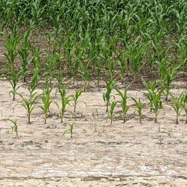 A Pathway to Salt-Tolerant Crops in a Changing Climate