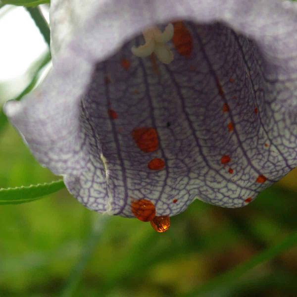 A drop of nectar on the bottom lip of a flower, ready to fall.