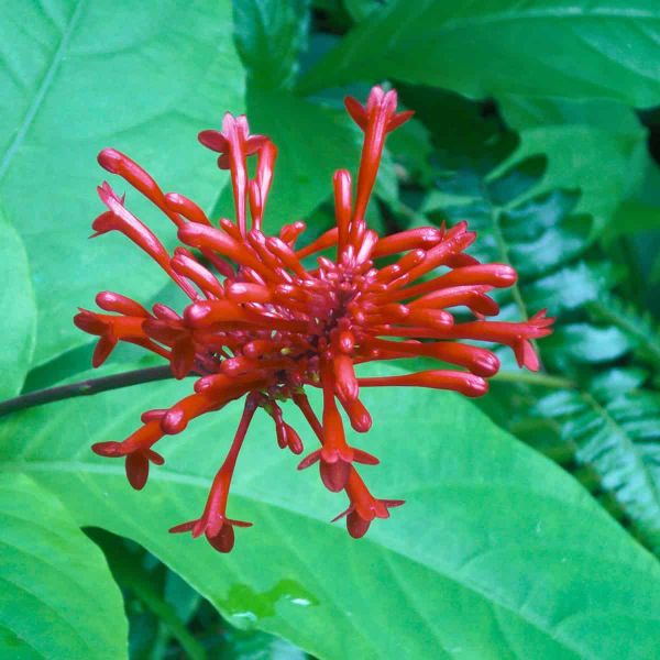 A vibrant red-orange tubular flower with numerous narrow, elongated petals radiating outward in a spiky, firework-like patter