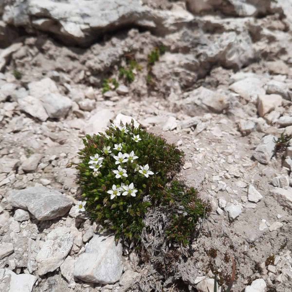A compact, dome-shaped plant with dense green foliage and numerous small white flowers, each with five petals, growing direct