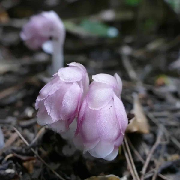 Delicate pink flowers of Monotropastrum kirishimense, a newly described ghost plant species, emerging from the forest floor.