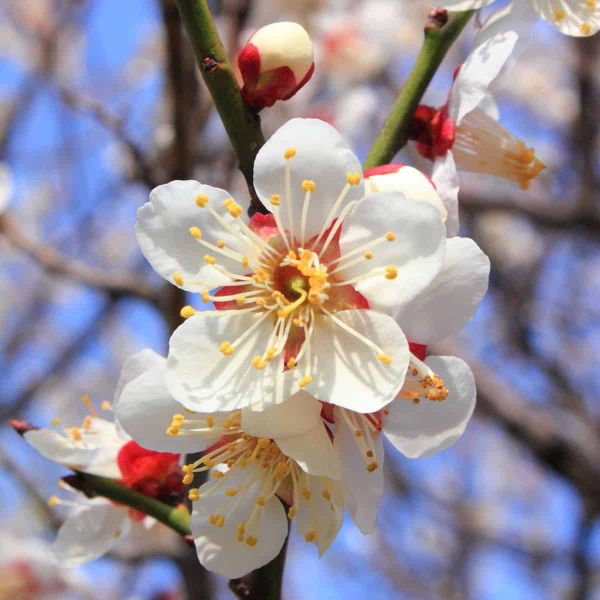 Close-up of white plum blossoms with five rounded petals and prominent yellow stamens. The flowers show medium-sized petals w